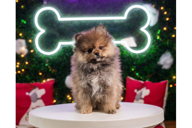 Meet Milán - our Pomeranian Puppy Photo 1/5 - Puppy Love PR Cute Pomeranian Baby