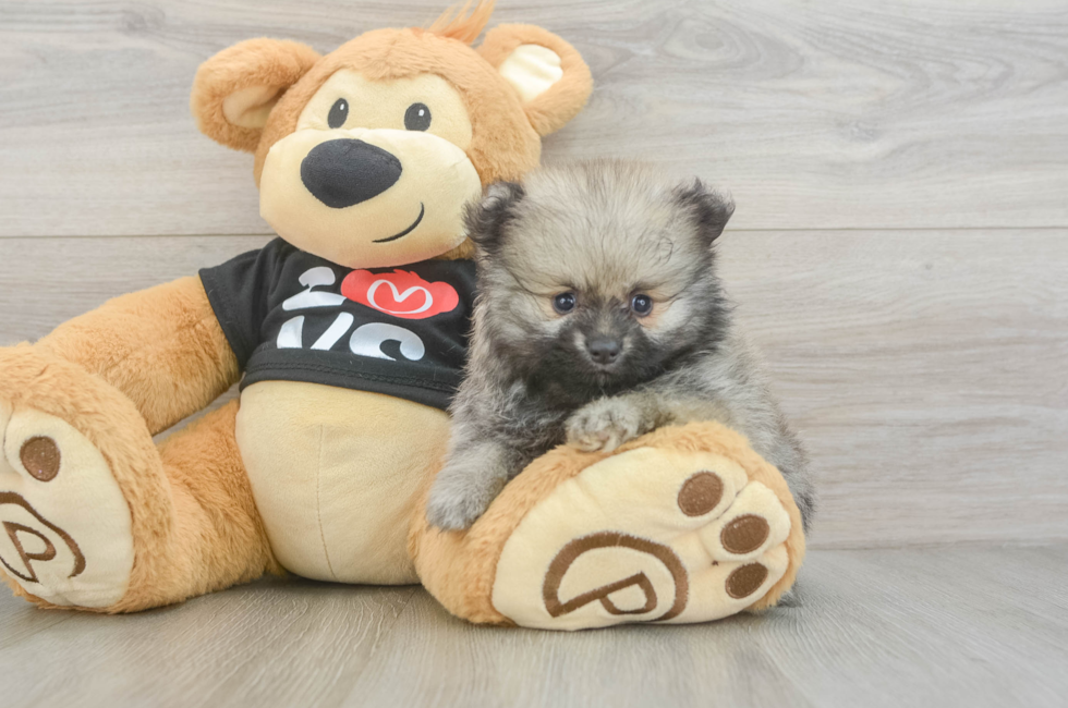 6 week old Pomeranian Puppy For Sale - Puppy Love PR