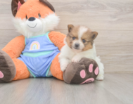 6 week old Pomeranian Puppy For Sale - Puppy Love PR