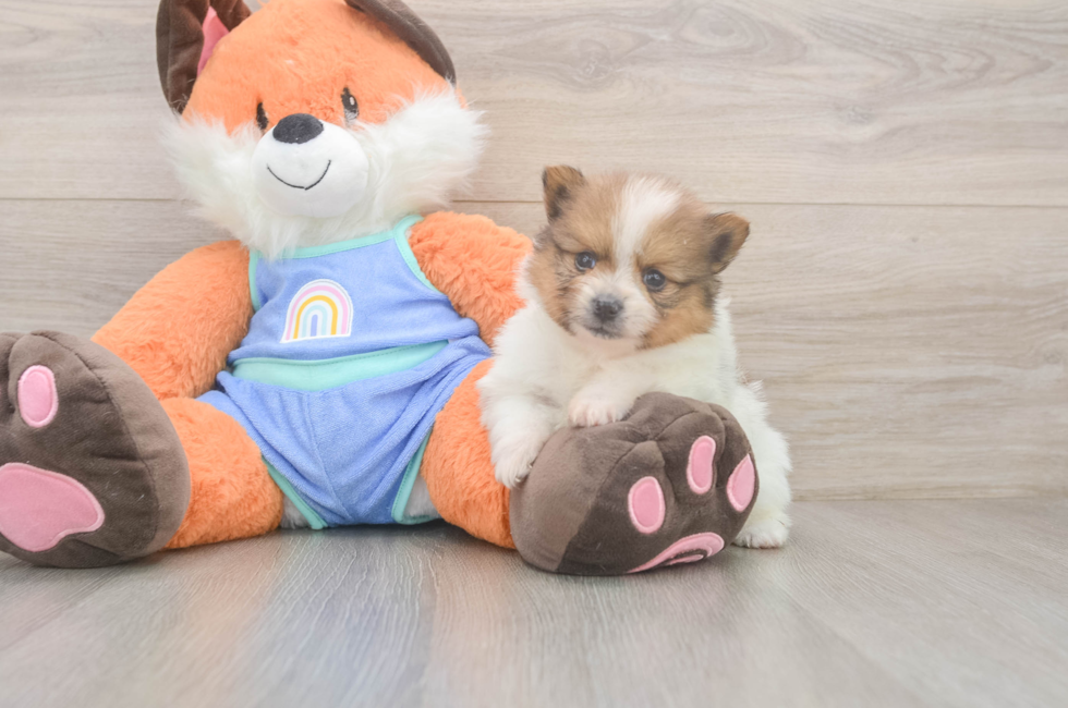 5 week old Pomeranian Puppy For Sale - Puppy Love PR