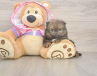 8 week old Pomeranian Puppy For Sale - Puppy Love PR