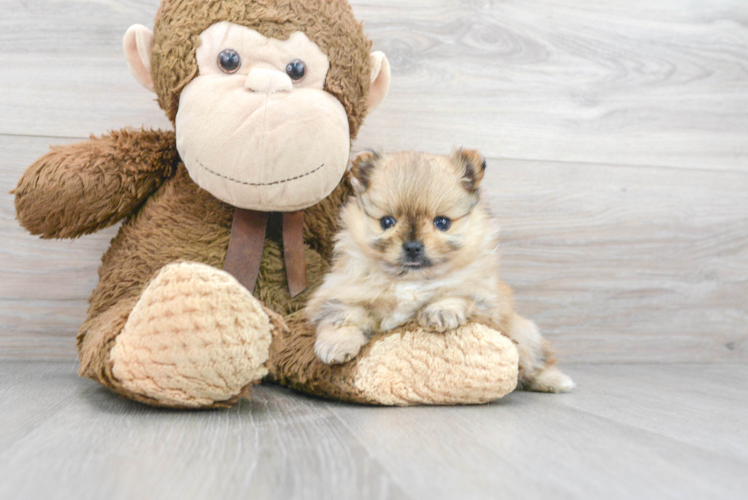 Meet Maui - our Pomeranian Puppy Photo 1/3 - Puppy Love PR Best Pomeranian Baby