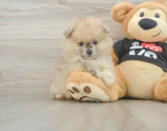 7 week old Pomeranian Puppy For Sale - Puppy Love PR