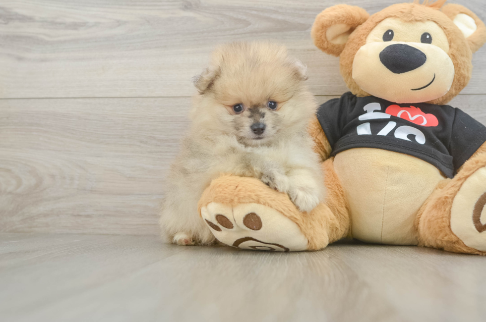 6 week old Pomeranian Puppy For Sale - Puppy Love PR
