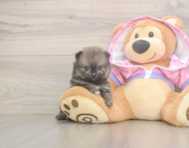 9 week old Pomeranian Puppy For Sale - Puppy Love PR