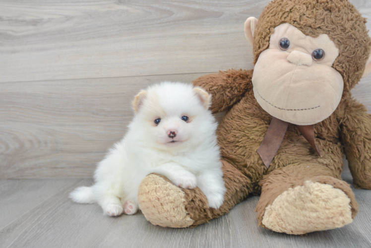 Meet Mclovin - our Pomeranian Puppy Photo 1/3 - Puppy Love PR Pomeranian Puppy for Adoption