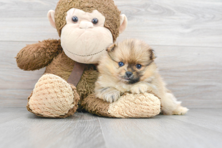 Meet Mclovin - our Pomeranian Puppy Photo 1/3 - Puppy Love PR Pomeranian Puppy for Adoption