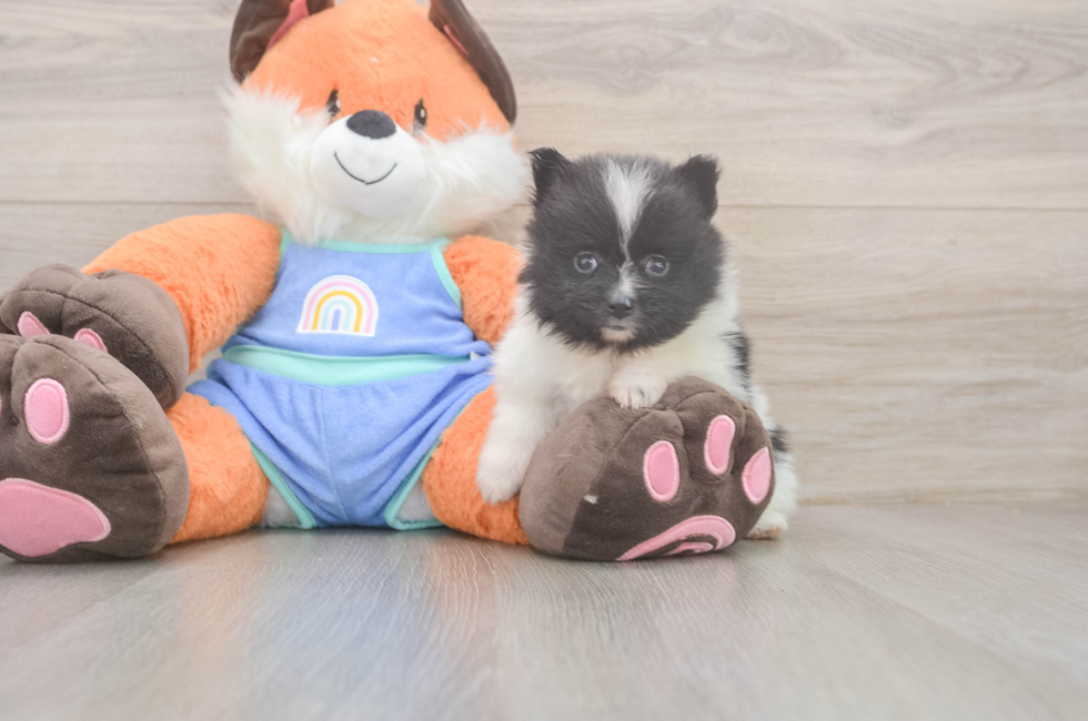 5 week old Pomeranian Puppy For Sale - Puppy Love PR