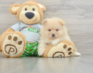 8 week old Pomeranian Puppy For Sale - Puppy Love PR