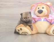 8 week old Pomeranian Puppy For Sale - Puppy Love PR