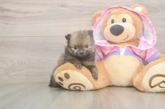 Playful Pomeranian Purebred Pup