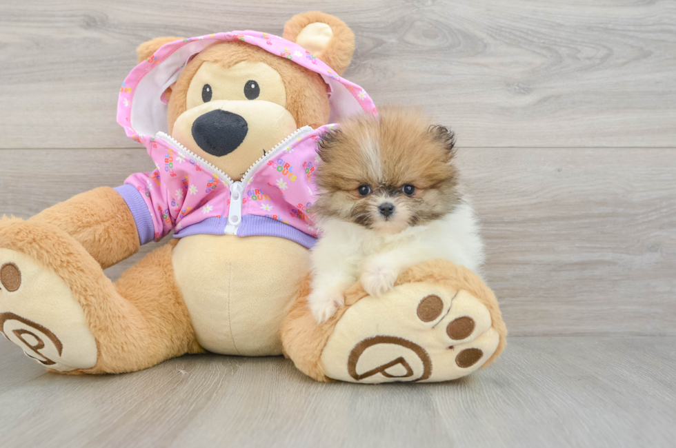 8 week old Pomeranian Puppy For Sale - Puppy Love PR