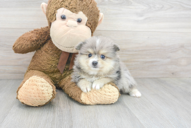 Meet Moana - our Pomeranian Puppy Photo 1/3 - Puppy Love PR Cute Pomeranian Baby