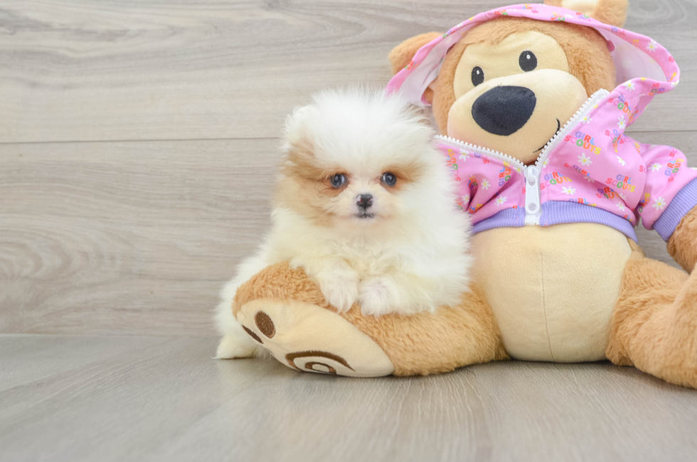 8 week old Pomeranian Puppy For Sale - Puppy Love PR