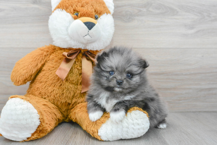Meet Moon - our Pomeranian Puppy Photo 1/3 - Puppy Love PR Hypoallergenic Pomeranian Purebred Pup