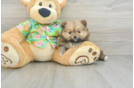 Pomeranian Puppy for Adoption