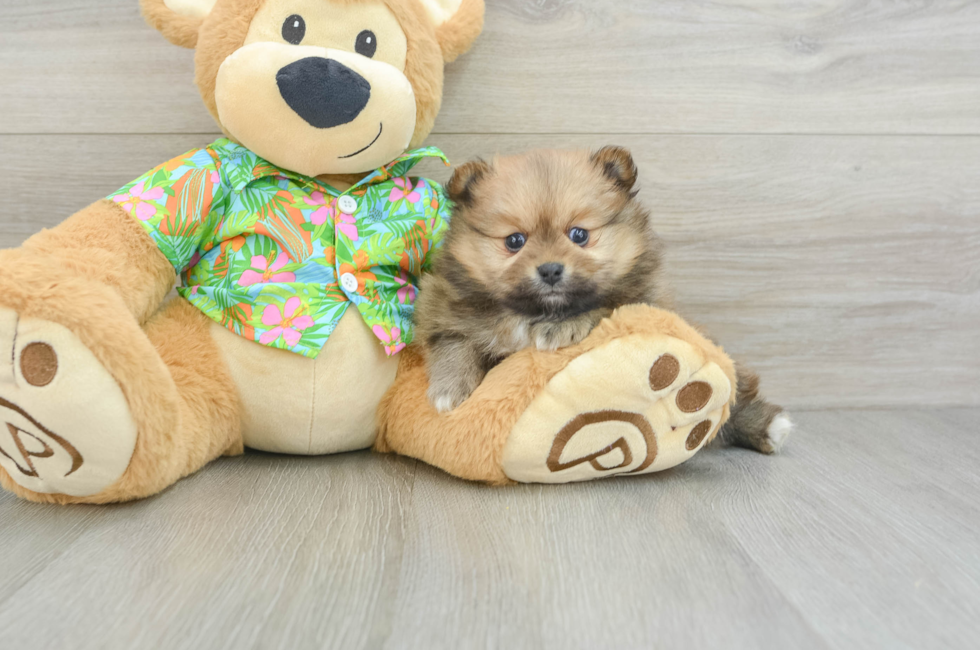 5 week old Pomeranian Puppy For Sale - Puppy Love PR