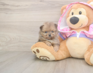 9 week old Pomeranian Puppy For Sale - Puppy Love PR
