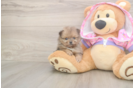 Pomeranian Pup Being Cute