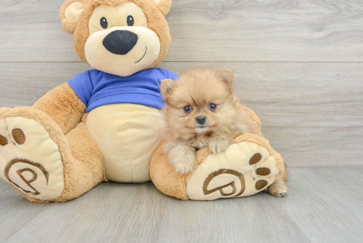 Meet Muffin - our Pomeranian Puppy Photo 1/3 - Puppy Love PR Best Pomeranian Baby