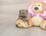 9 week old Pomeranian Puppy For Sale - Puppy Love PR