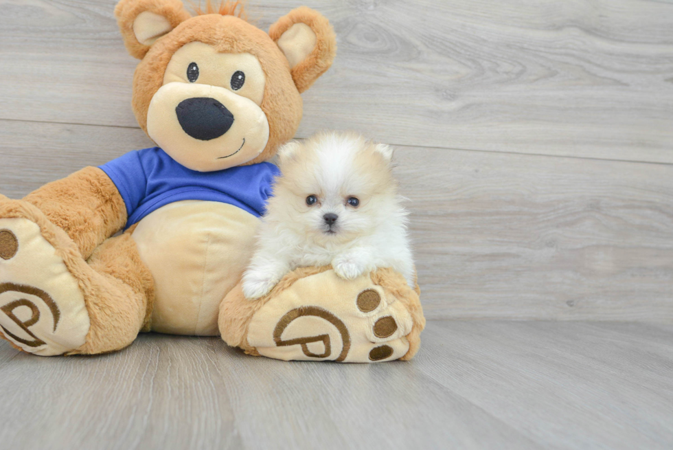Pomeranian Pup Being Cute