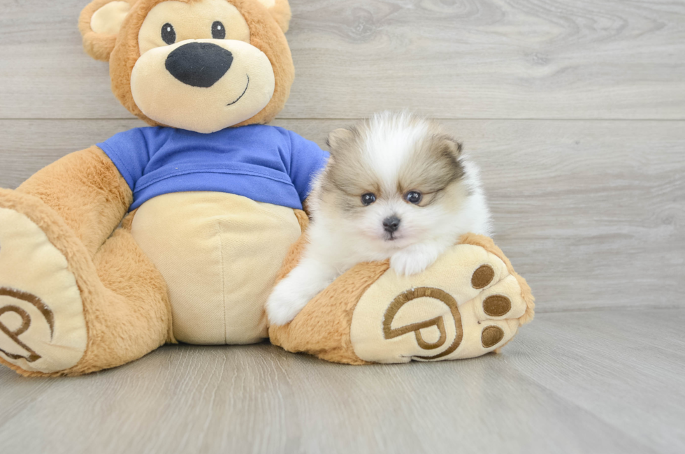 5 week old Pomeranian Puppy For Sale - Puppy Love PR