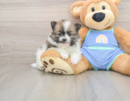 7 week old Pomeranian Puppy For Sale - Puppy Love PR