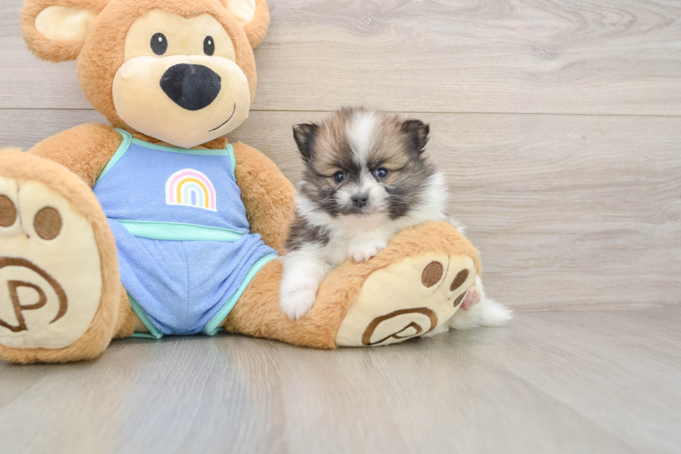 Best Pomeranian Baby