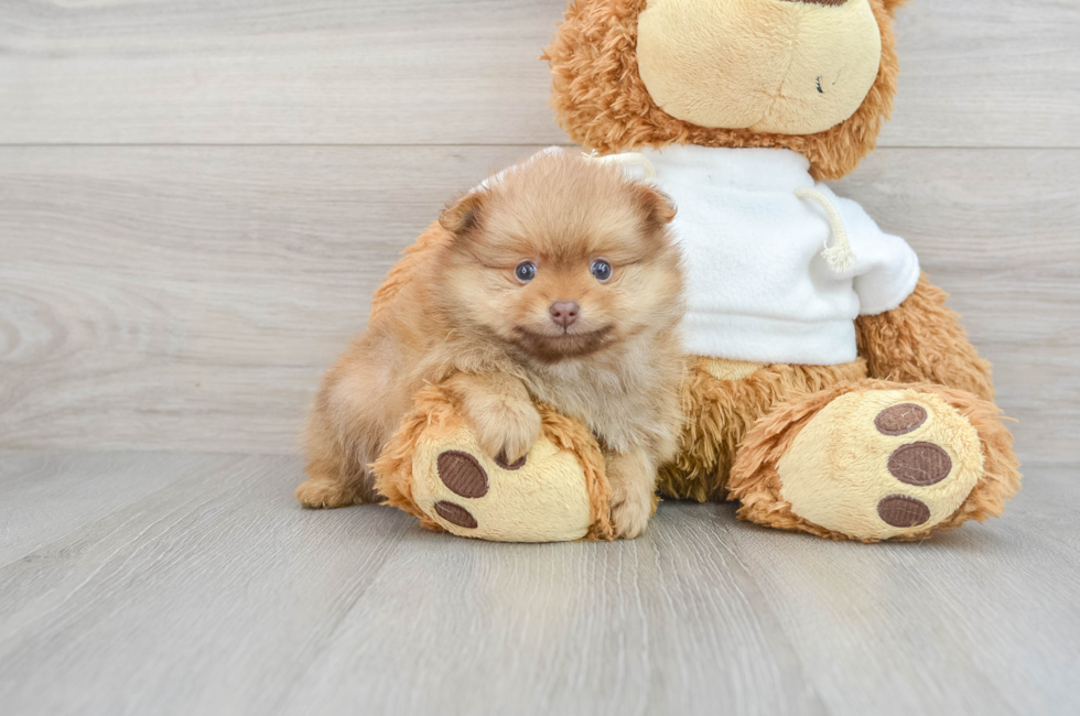 6 week old Pomeranian Puppy For Sale - Puppy Love PR
