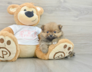 7 week old Pomeranian Puppy For Sale - Puppy Love PR