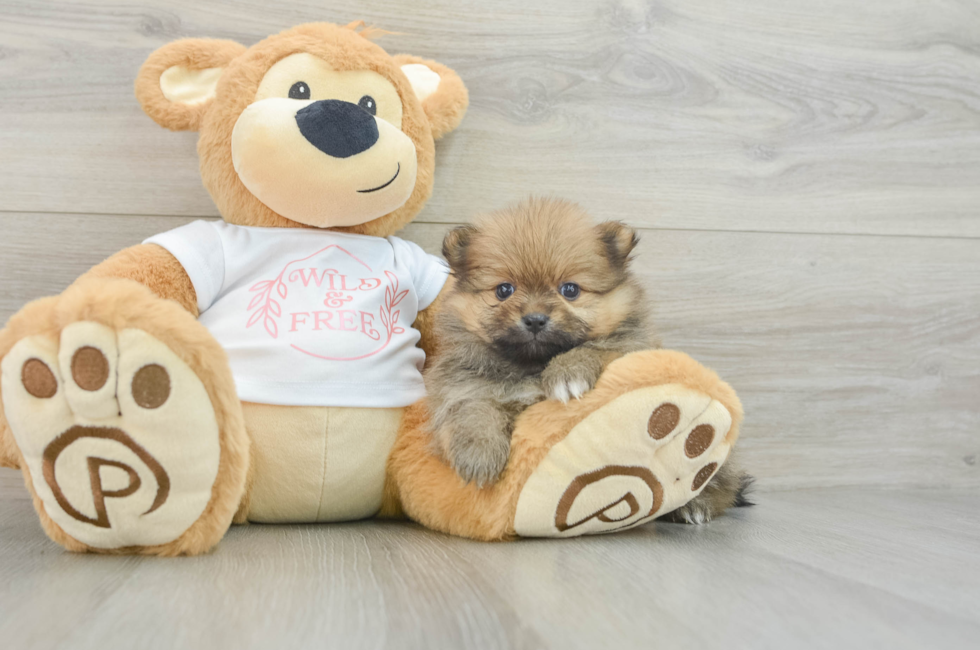 6 week old Pomeranian Puppy For Sale - Puppy Love PR