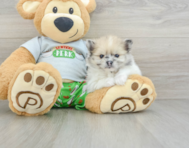 8 week old Pomeranian Puppy For Sale - Puppy Love PR