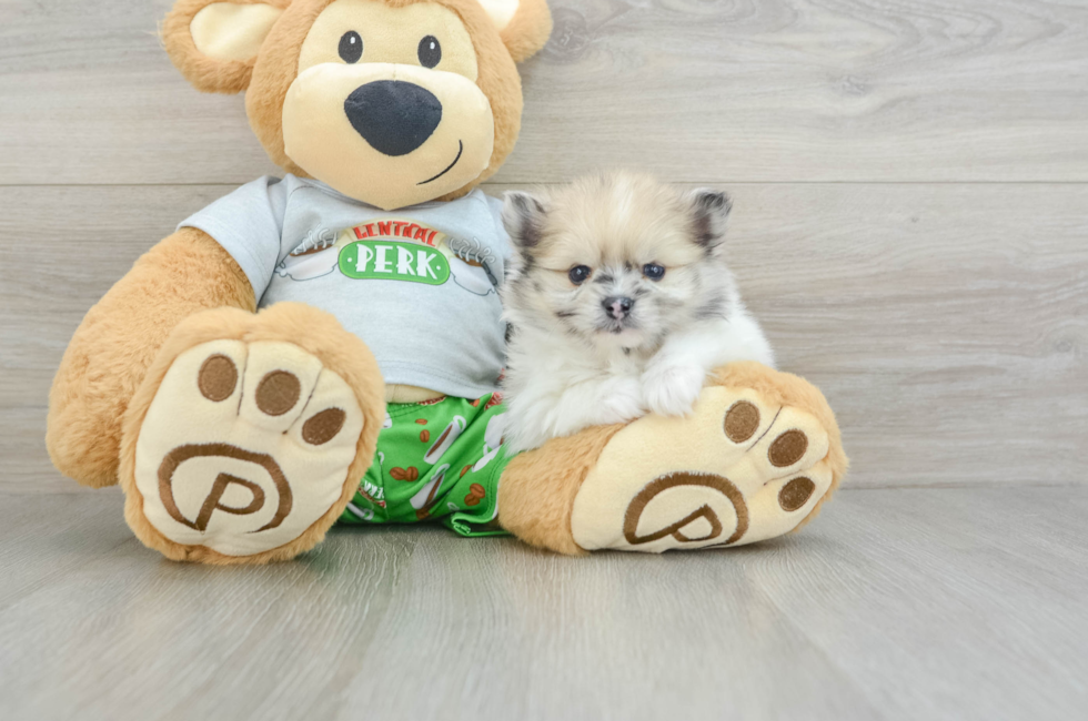 8 week old Pomeranian Puppy For Sale - Puppy Love PR