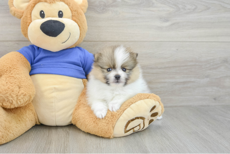 Friendly Pomeranian Baby