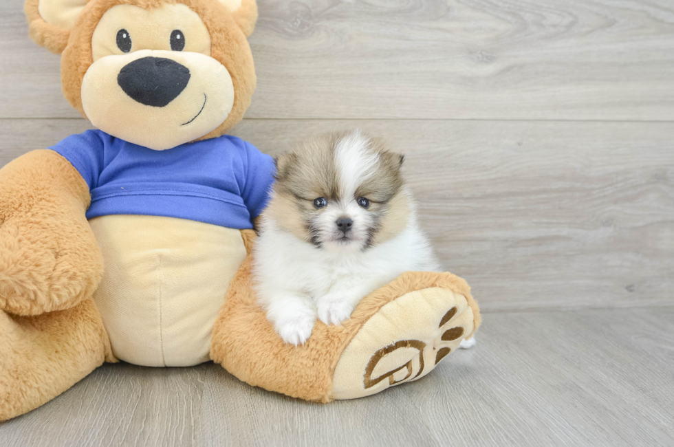 5 week old Pomeranian Puppy For Sale - Puppy Love PR