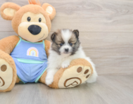 7 week old Pomeranian Puppy For Sale - Puppy Love PR