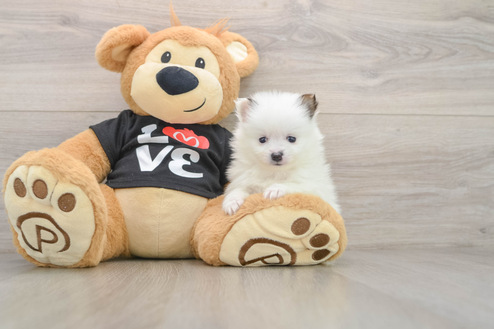 Best Pomeranian Baby