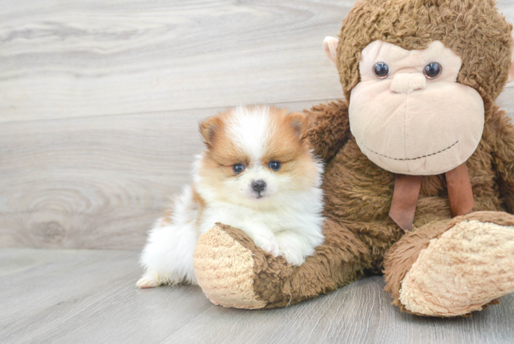 Cute Pomeranian Purebred Puppy