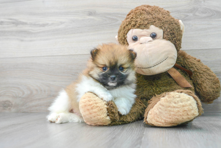 Playful Pomeranian Baby