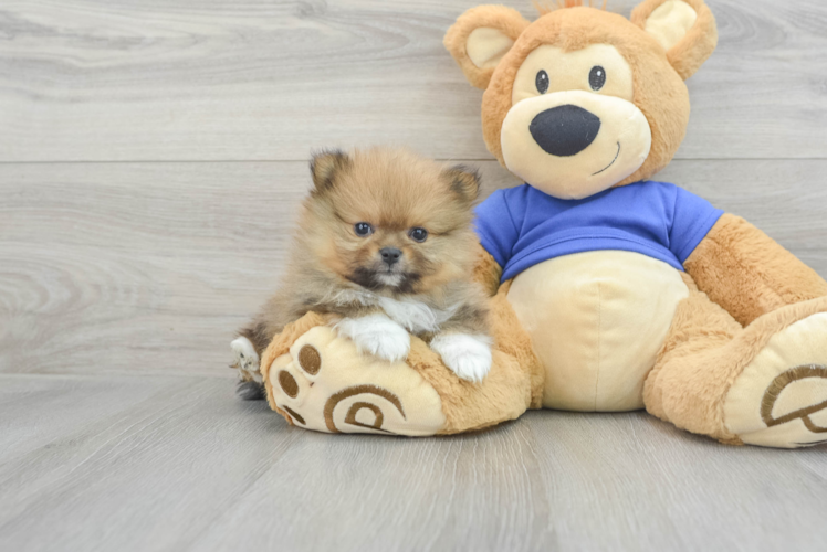 Pomeranian Pup Being Cute