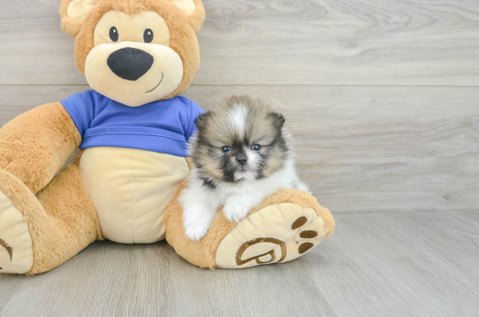 5 week old Pomeranian Puppy For Sale - Puppy Love PR