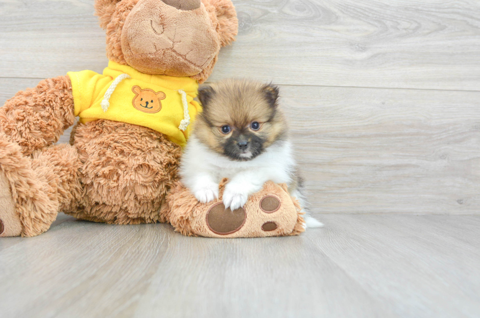 10 week old Pomeranian Puppy For Sale - Puppy Love PR