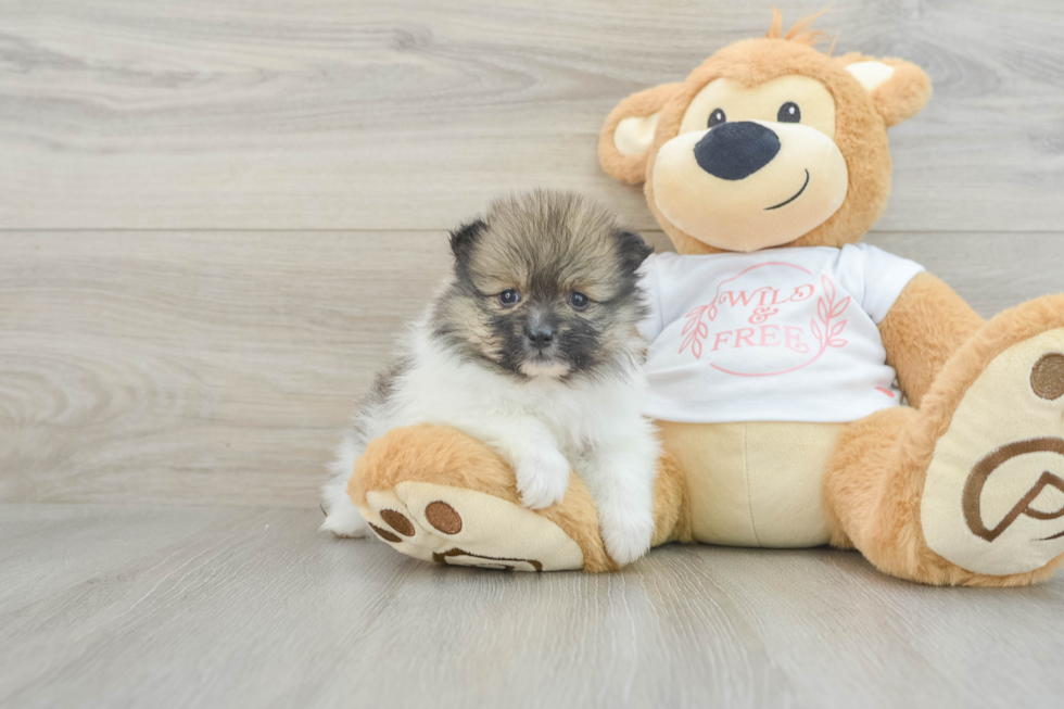 Best Pomeranian Baby