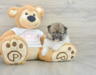 7 week old Pomeranian Puppy For Sale - Puppy Love PR