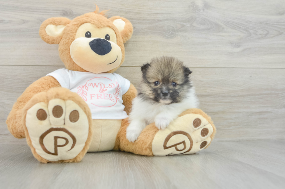 6 week old Pomeranian Puppy For Sale - Puppy Love PR