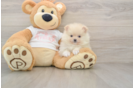 Pomeranian Puppy for Adoption