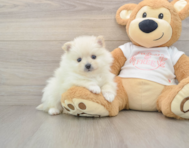8 week old Pomeranian Puppy For Sale - Puppy Love PR