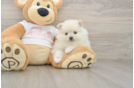 Little Pomeranian Purebred Pup