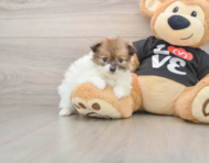 6 week old Pomeranian Puppy For Sale - Puppy Love PR